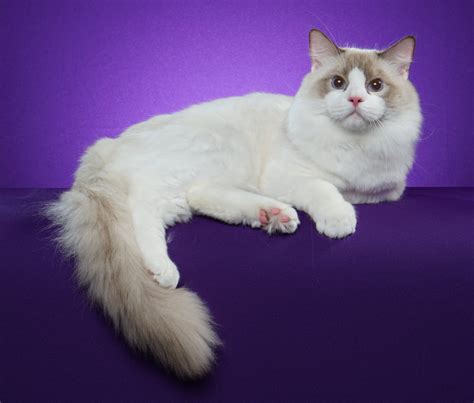 ragdoll breeders wisconsin|nekoosa wi ragdoll breeder.